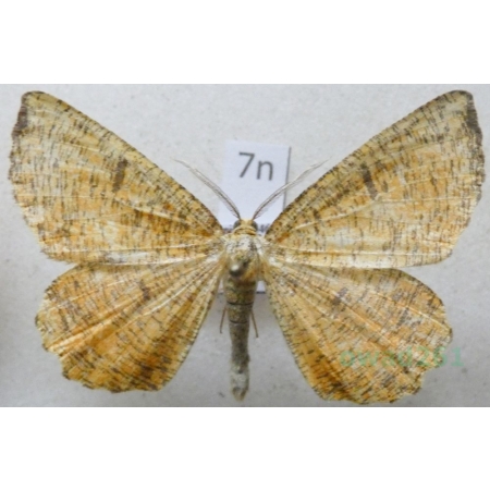 Angerona prunaria (Linnaeus, 1758) male Rączyk leszczyniak Poland7n